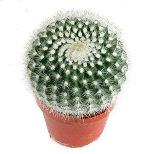 Notocactus_succineus_albispinus
